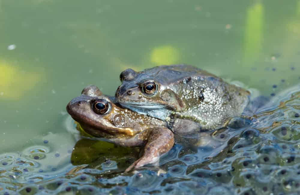 Frogs. Two common garden frogs (Scientific name: Rana Temporaria) mating in a garden pond, surrounded by frogspawn. First signs of Spring. Facing left. Blurred background. Horizontal.