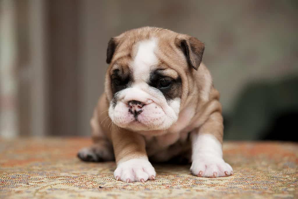 Cute small american bulldog puppie, small american bulldogs puppie with cute wrinkles
