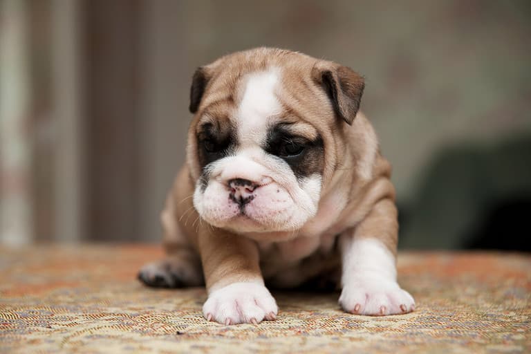 Cute small american bulldog puppie, small american bulldogs puppie with cute wrinkles