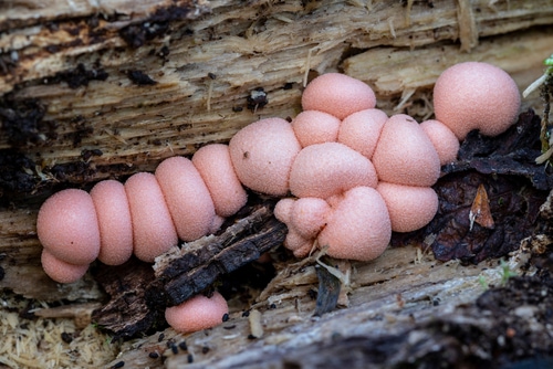 Lycogala epidendrum, known as wolf's milk, growing on a dead log in the woods in autumn. Spain