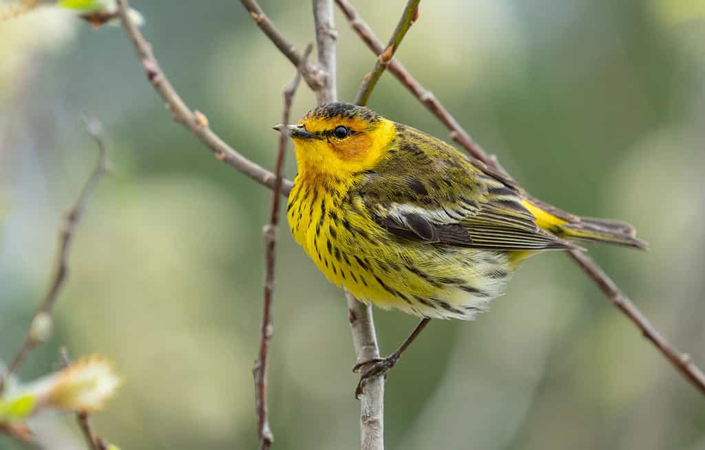 Different species of warblers, like the Cape May warbler, enjoy a grape jelly snack.