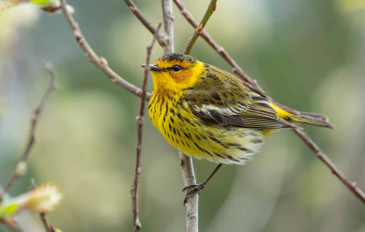 Cape May warbler during migration at Twas Point State park.