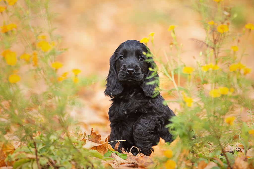 Disney dog names - A black English cocker spaniel puppy