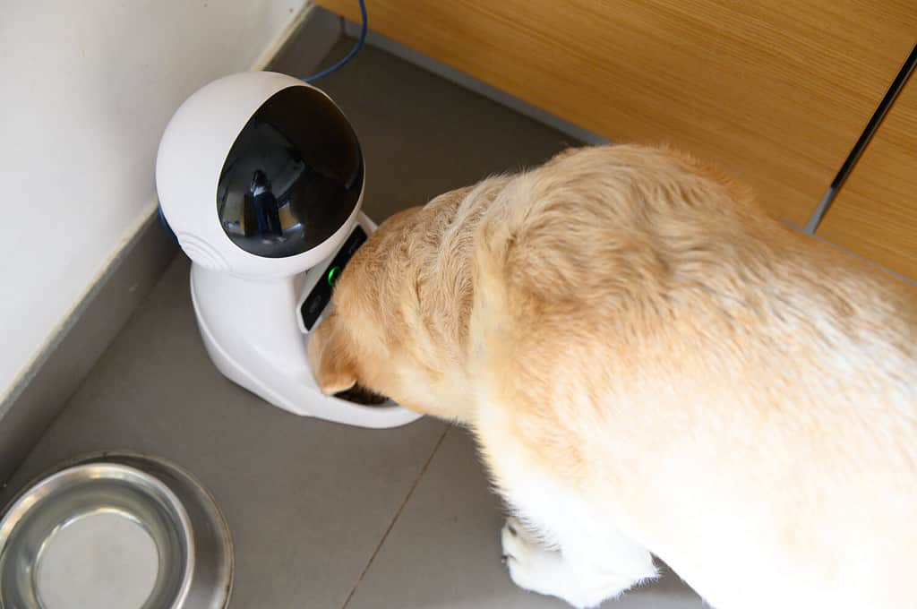 Dog electronic feeder. Labrador eats from a controlled bowl. Robot for a dog.
