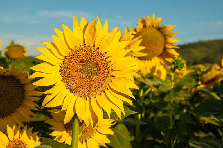 Sunflower cultivation at sunrise in the mountains of Alicante, Spain.