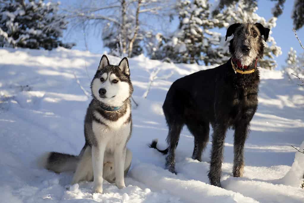 Siberian Husky and an Irish Wolfhound in snow