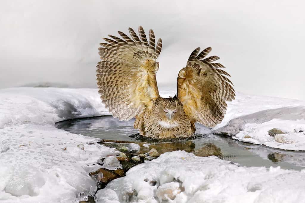 Japan Owl hunting in cold water. Wildlife scene from winter in Hokkaido, Japan. River bird with open wings. Blakiston's fish owl, Bubo blakistoni, largest living species of fish bird.