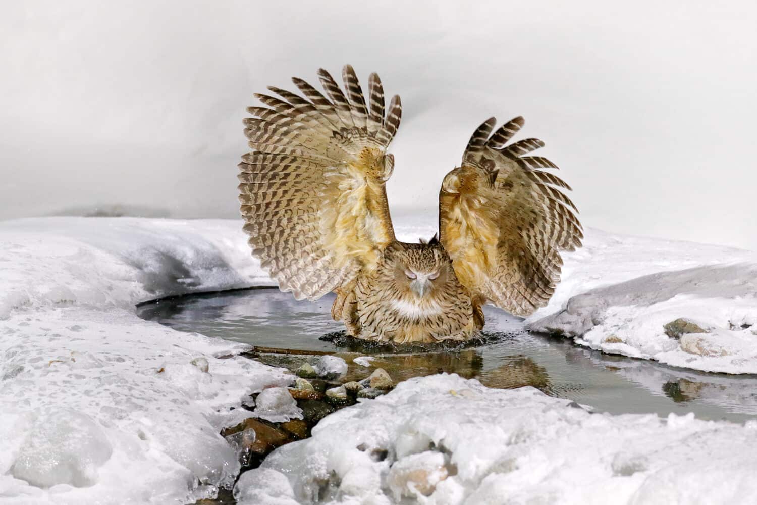 Japan Owl hunting in cold water. Wildlife scene from winter in Hokkaido, Japan. River bird with open wings. Blakiston's fish owl, Bubo blakistoni, largest living species of fish bird.