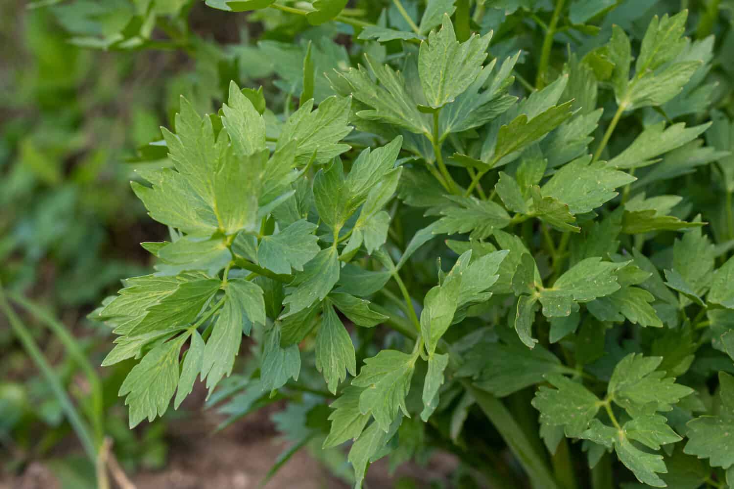 Spices and Herbs, Lovage plant (Levisticum officinale) growing in the garden.