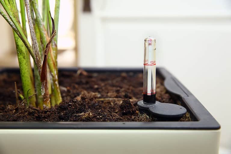 Only the best of our indoor plants are housed in self-watering pots fitted with a water indicator . Closeup of a stonecrop plant with succulent leaves in a flower box with a water level indicator .