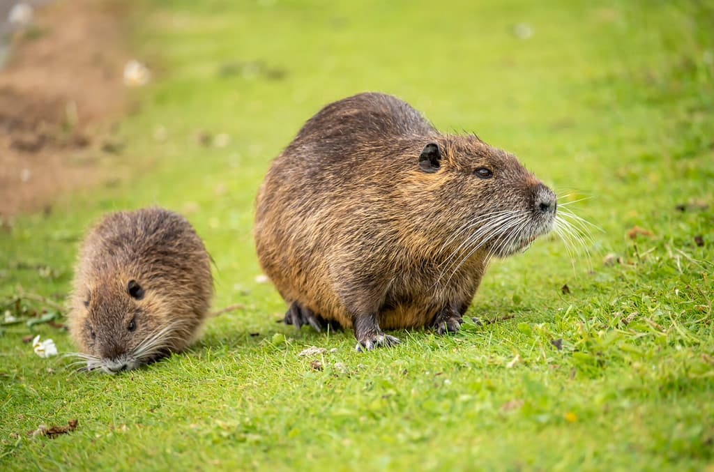 Muskrat with young in the Rhine valley in Bonn