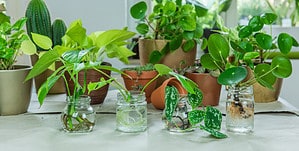 Step-by-Step Guide to Propagating Houseplants in Water Picture