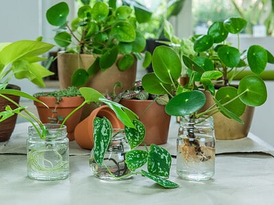 A Step-by-Step Guide to Propagating Houseplants in Water