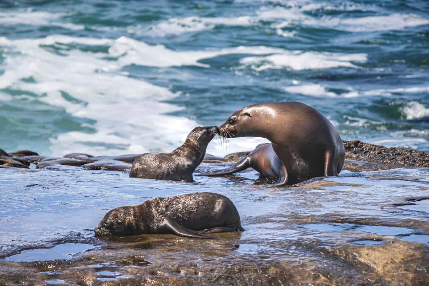 Sea Lions sitting  on rocks  at the beach. La Jolla Cove in San Diego, California. Mom and baby animal kissing  images.