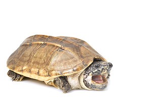 Musk Turtle: Lifespan, Size, and How to Care for One photo