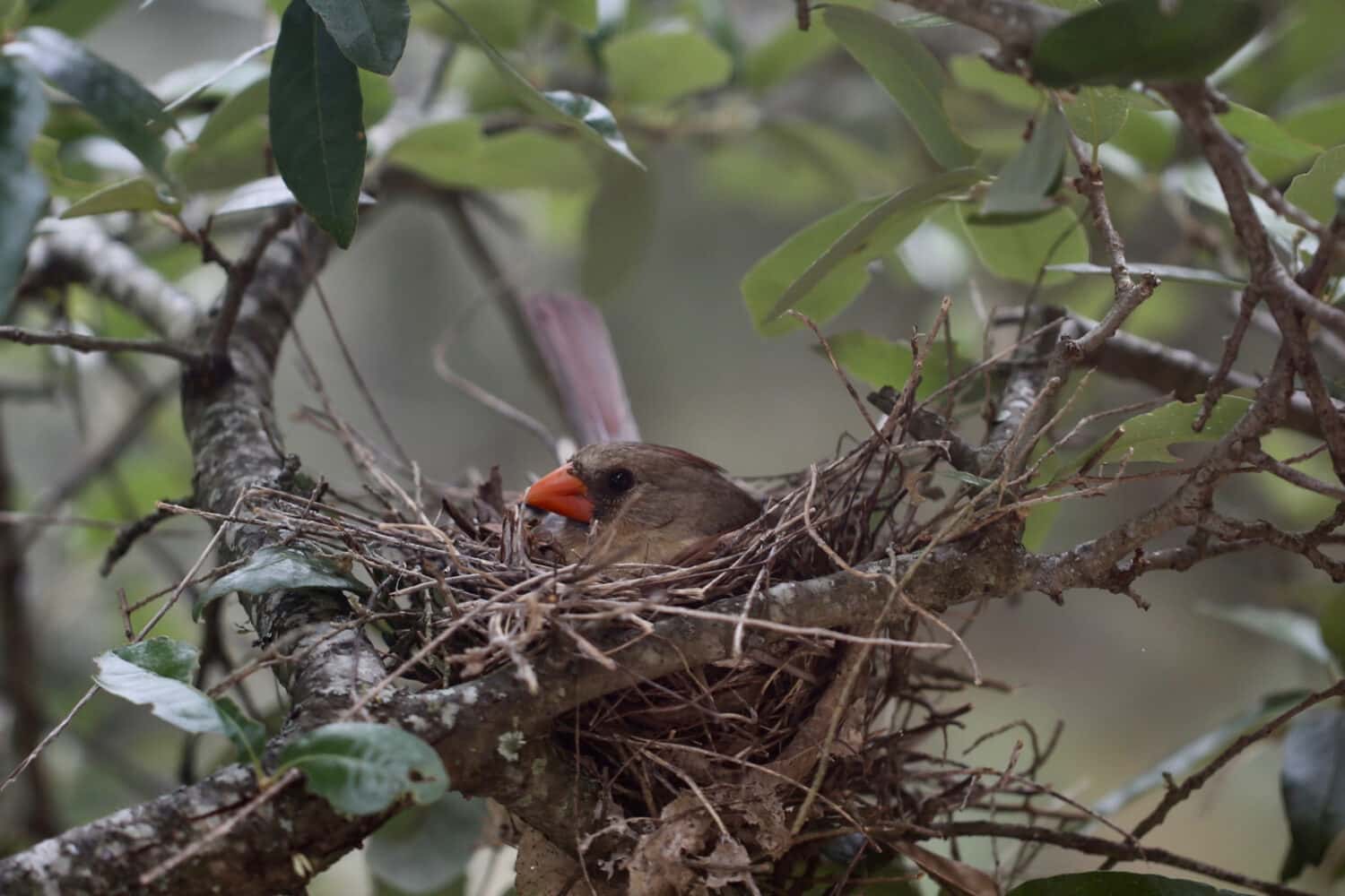 Isolated close up of Female Cardinal nesting in Texas Live Oak tree, eye level, select focus, Cardinalidae.