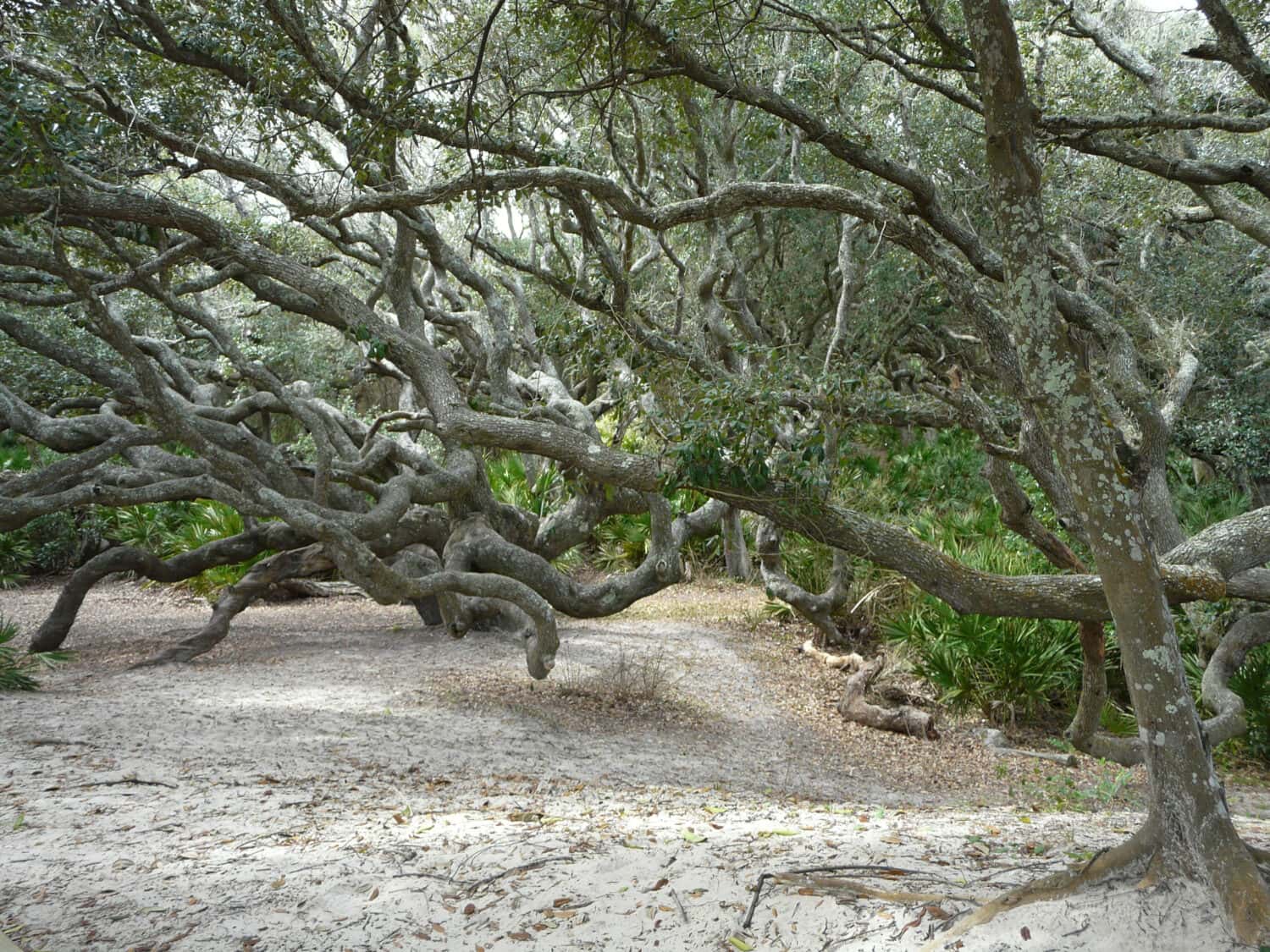 Cumberland Island, Georgia, Sea Camp path. Maritime forest Live Oaks between dunes and salt marsh lean away from the ocean due to wind and salt spray.