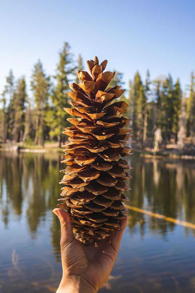 Giant pinecone by the reflective lake in northern California
