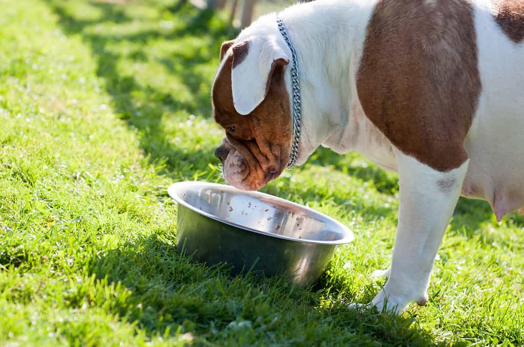 American Bulldog dog are eating on green grass on nature