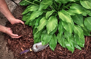 How Long Does Mulch Last? See the Average Lifespan by Type Picture