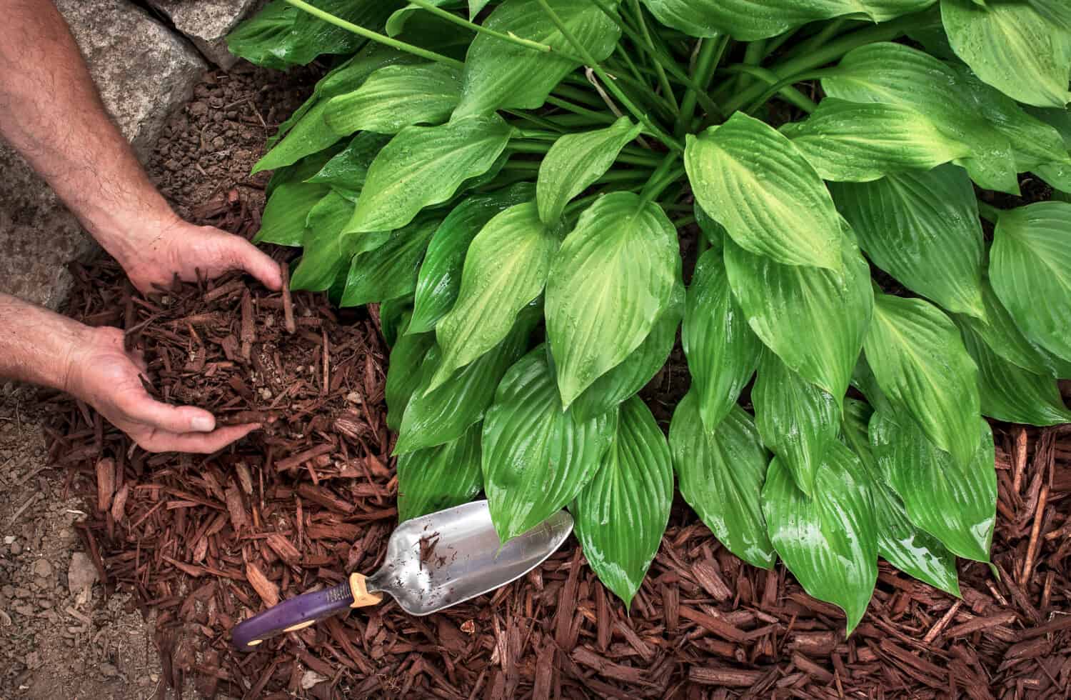man wearing gardening gloves puts brown wood chip mulch from a bag around hosta plants, spreading with a trowel, for yard landscape fall and spring yard, landscaping, decorative shade plants