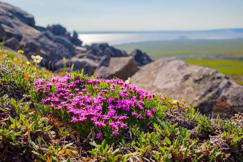 Blooming moss campion (Silene acaulis) in the tundra on a mountainside. Purple flowers among the rocks. View from the mountain to the valley. Summer arctic landscape. Nature of Chukotka and Siberia.