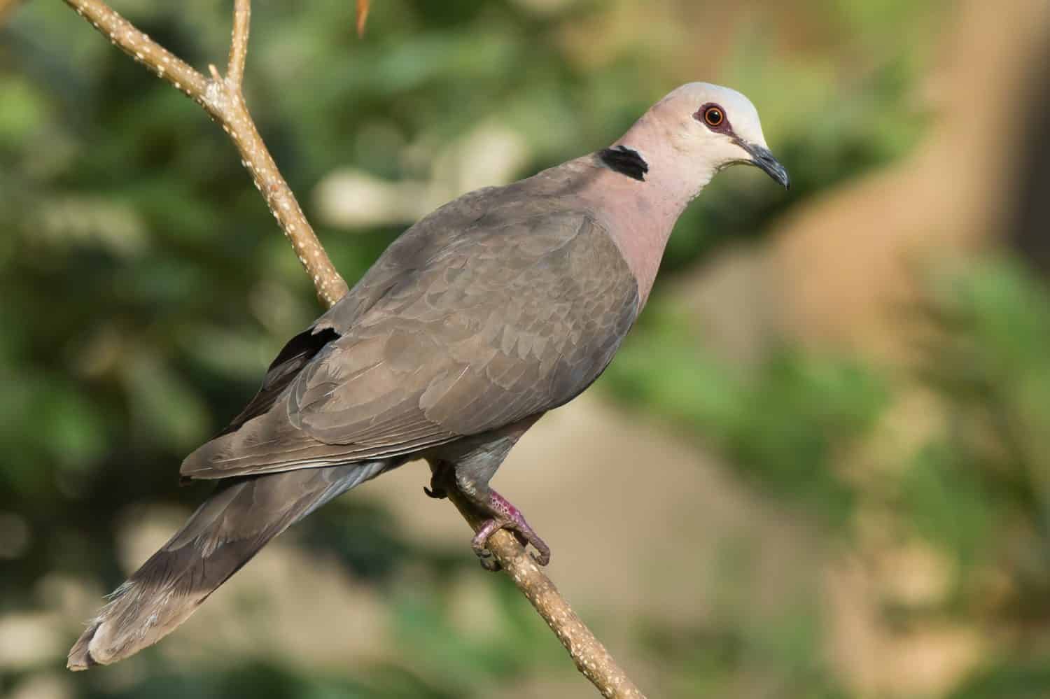 A Red-eyed Dove (Streptopelia semitorquata) perched on a branch