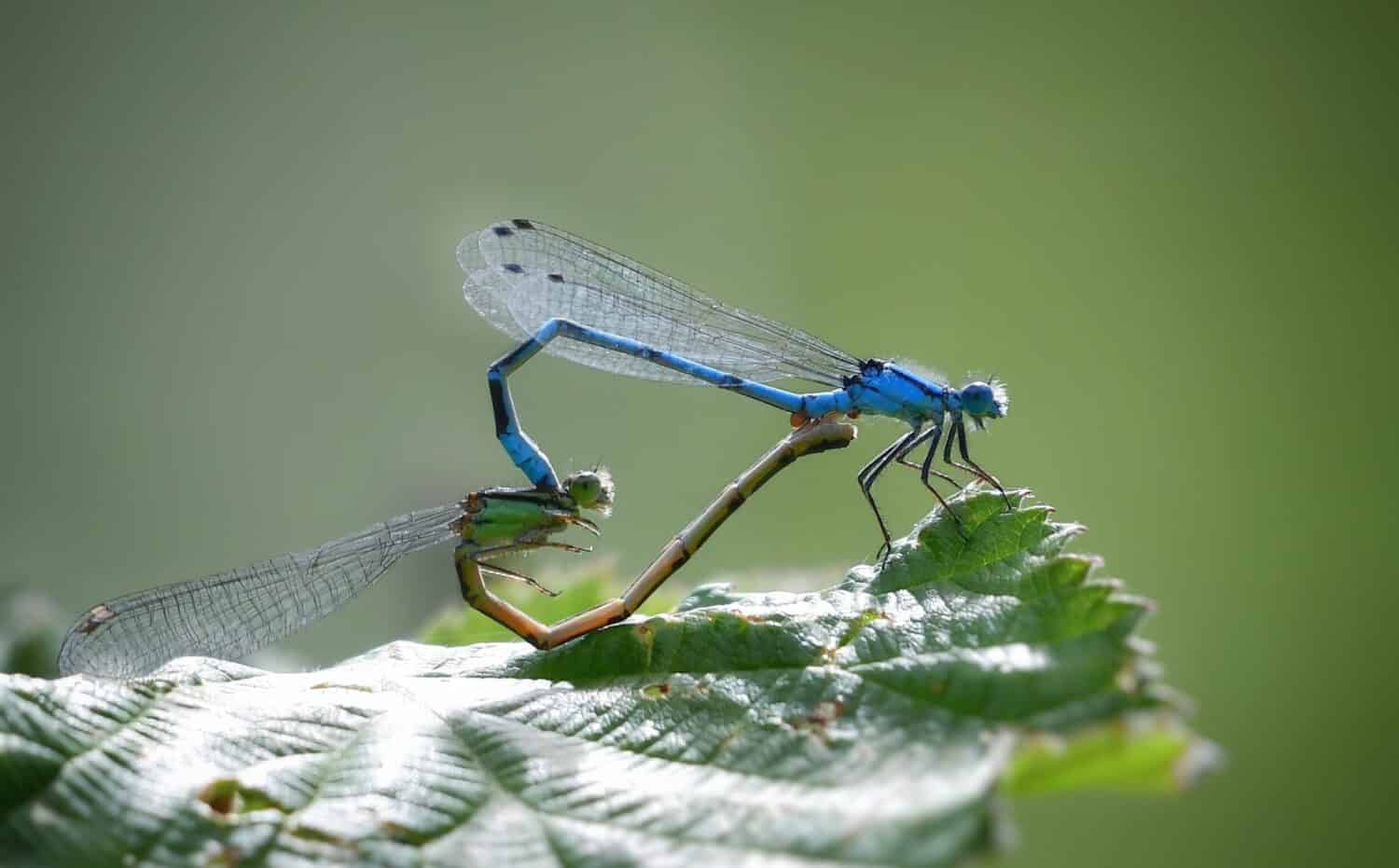 On a green leaf two blue dragonflies are located for the purpose of self sufficiency for procreation