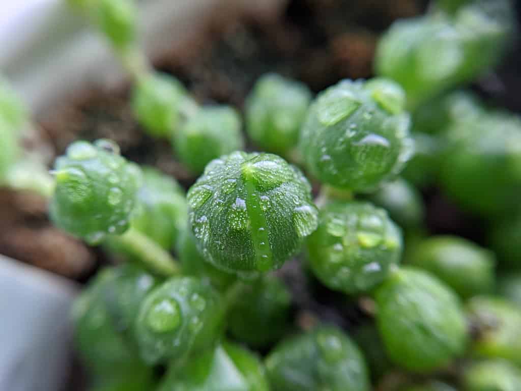string of pearls plant after being misted