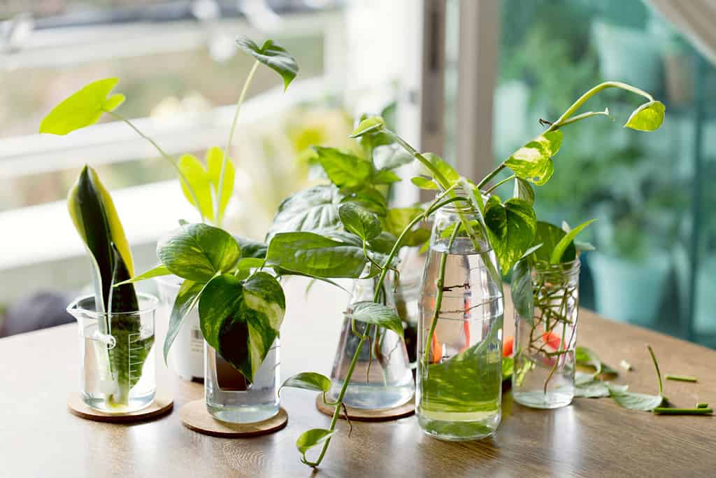 Home decor plant in water propagation. Water propagation for indoor plants.