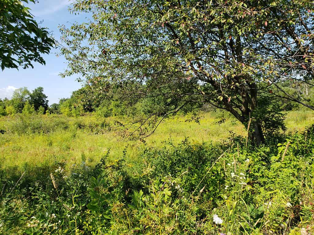 trees and wildflowers bordering a field at Finger Lakes National Forest