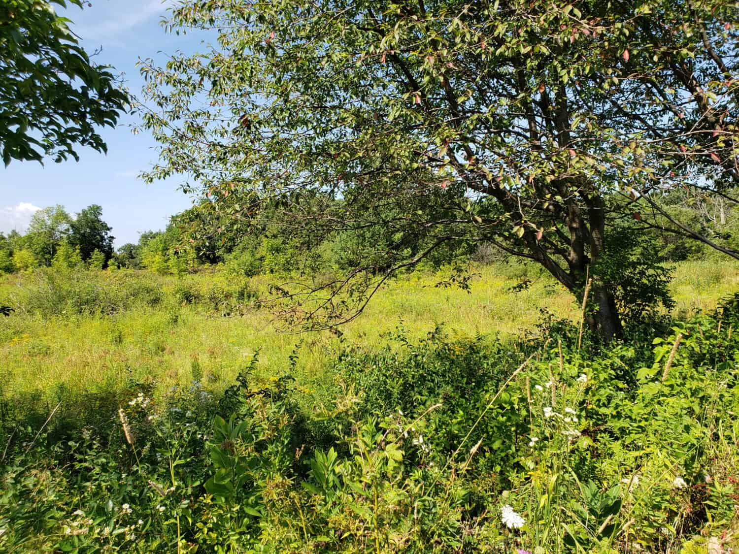 trees and wildflowers bordering a field at Finger Lakes National Forest  