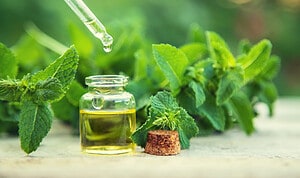 Does Peppermint Oil Repel Bugs Like Mosquitoes? Yes! Here’s How to Use It Picture