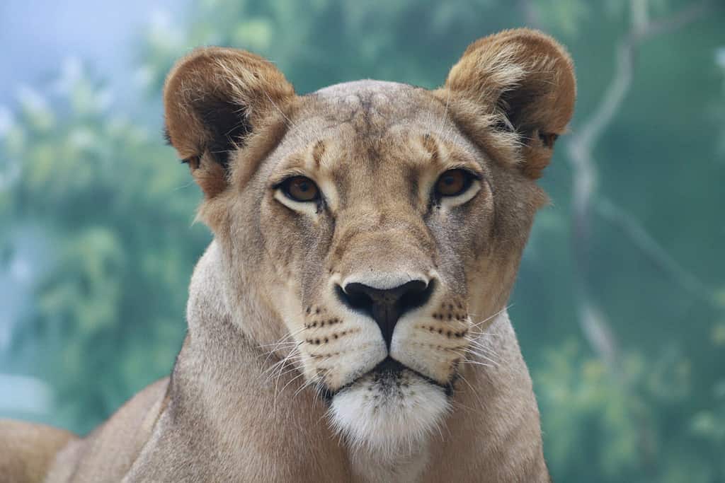 The lioness at the zoo is looking at something.