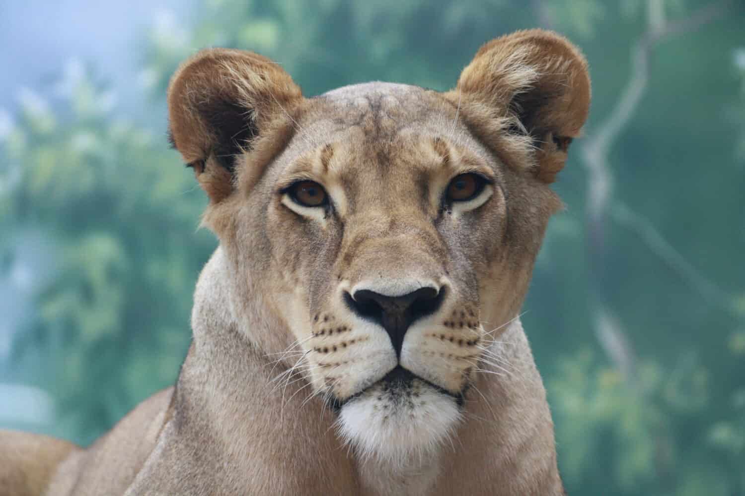 The lioness at the zoo is looking at something. 