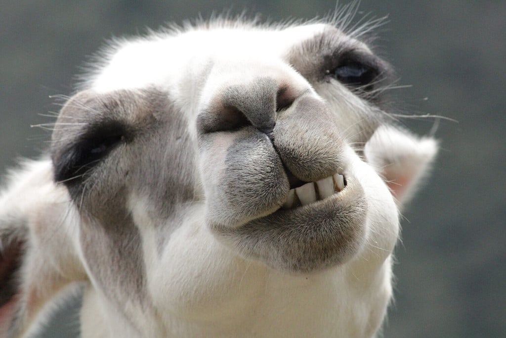 llama animal very happy and smiling