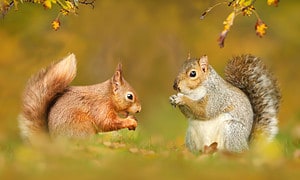 Discover the Only Two Squirrel Species in the United Kingdom and Where They Are Most Commonly Seen Picture