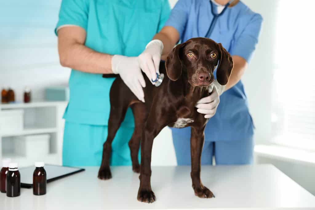 Professional veterinarians examining dog in clinic, closeup