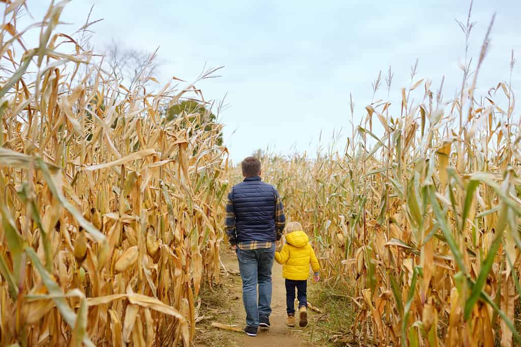 Back view of family walking among the dried corn stalks in a corn maze. Little boy and his father having fun on pumpkin fair at autumn. Traditional american amusement on pumpkin fair.
