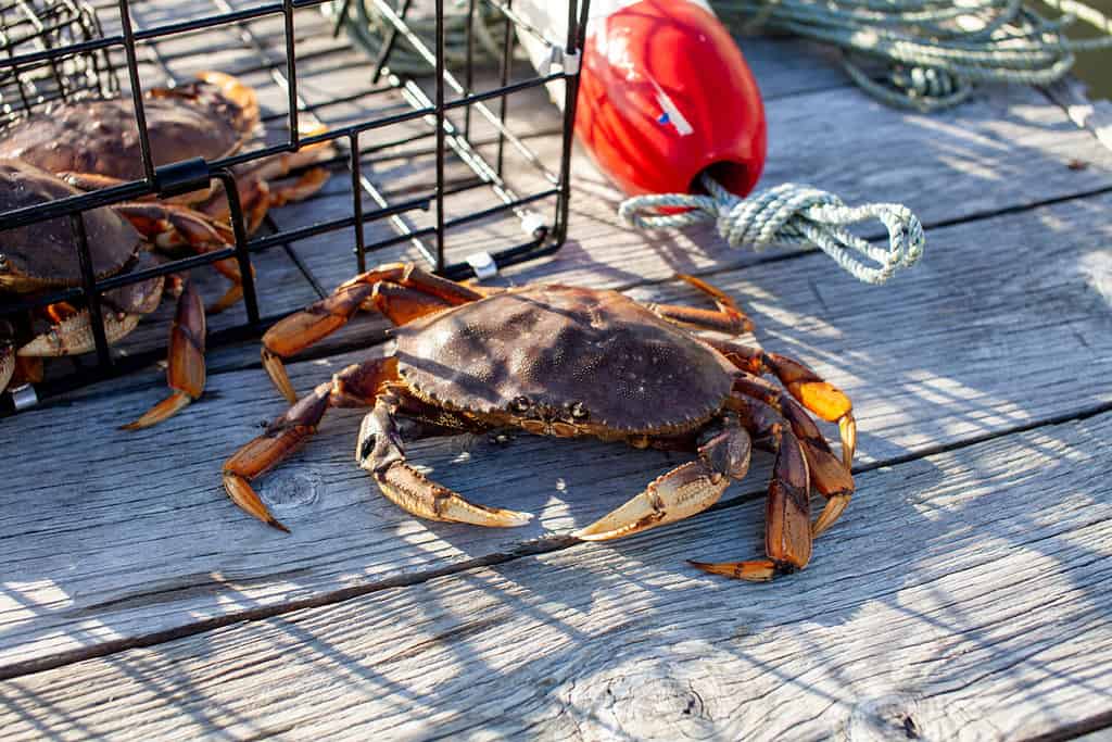 A male Dungeness crab outside of a crab trap on a dock, showing dark black holes on his claw from fights. The black holes will disappear once starts to mould for a fresh shell.