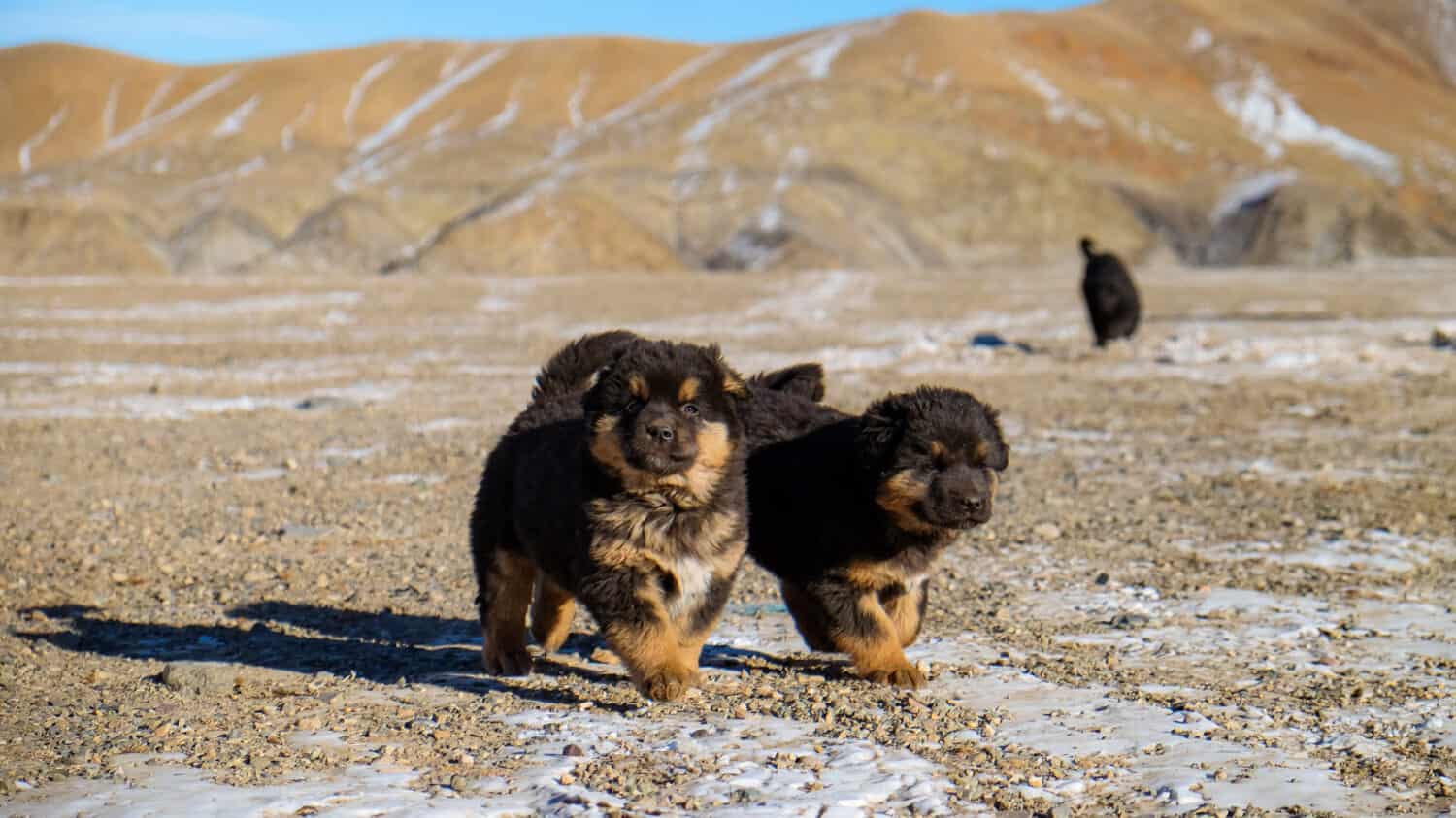 Mongolian Bankhar puppies are playing on the snowy ground in Govi-Altai province, Mongolia. 