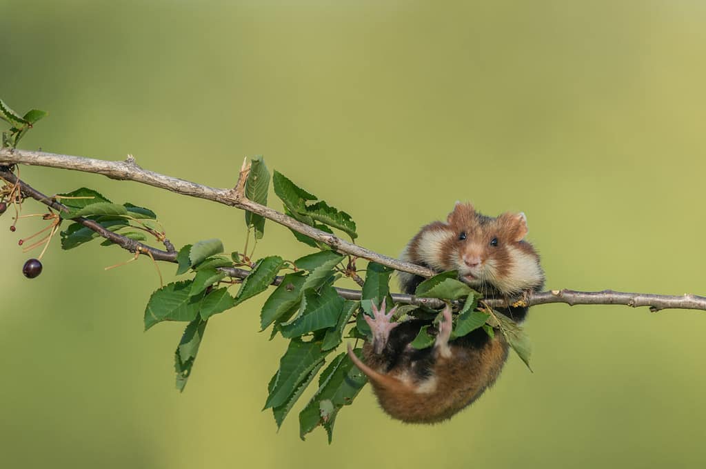 european hamster Cricetus cricetus is hanging on the tree and wants to eat cherries