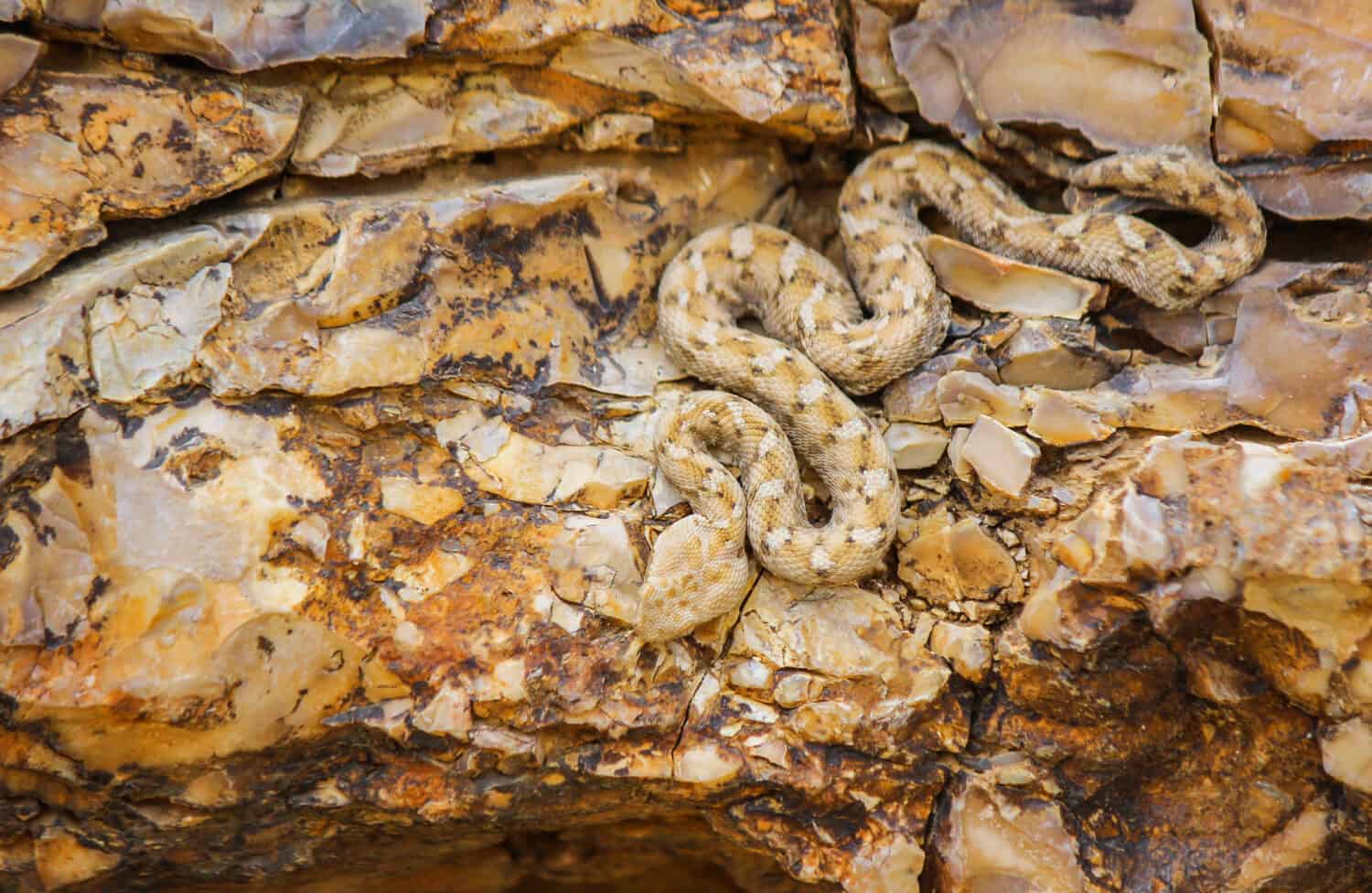 Snake (Echis coloratus)writhing on the rocks, camouflaging with the color of the rocks ,( painted saw-scaled viper)‏  Camouflaged snake
