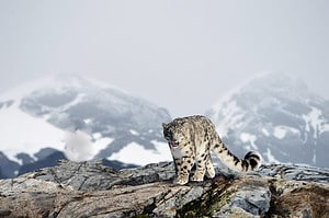 Discover the 5 Countries and Regions Where Snow Leopards Live Picture