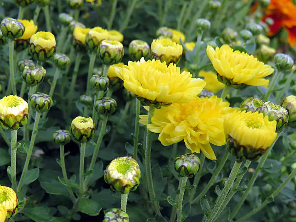 Buds of yellow chrysanthemum close up