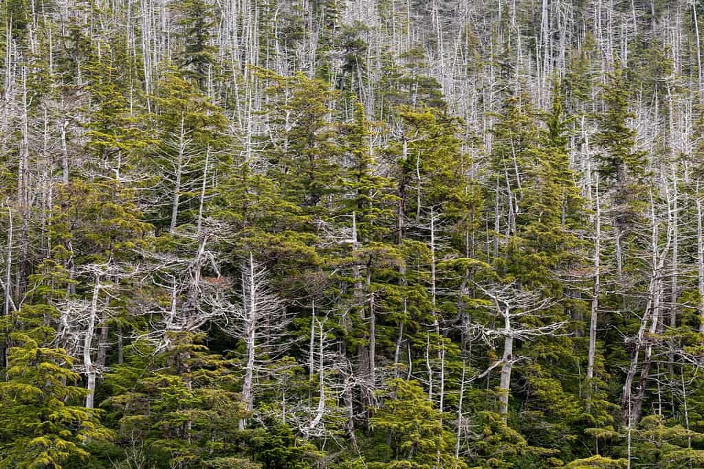 USA, Alaska, Tongass National Forest. Dying yellow cedar trees.