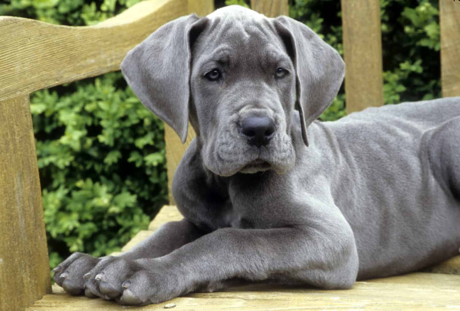 Great Dane Puppy lying on wooden bench, facing forward.
