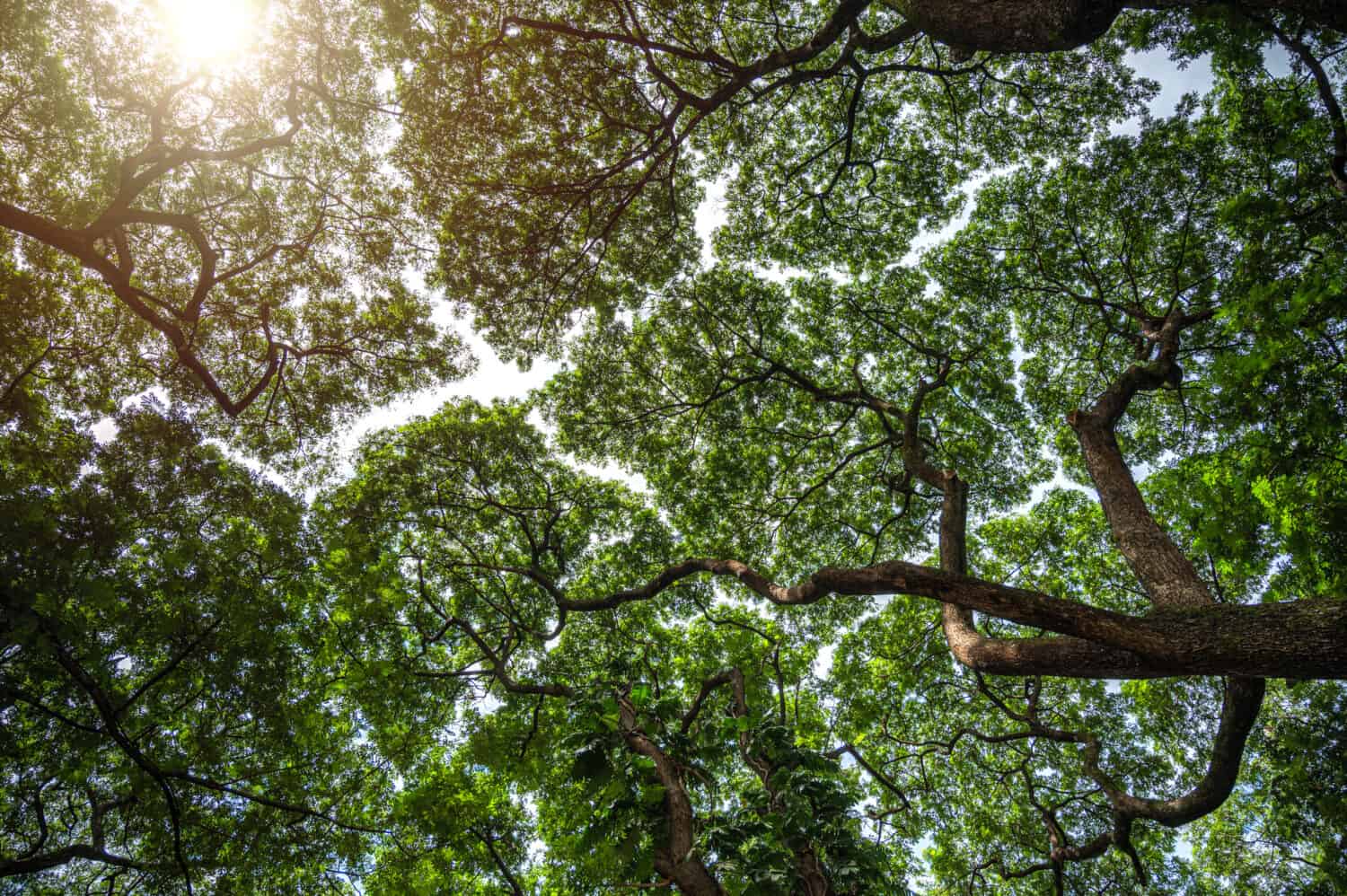 Crown shyness: what it is and which trees it affects - Discover Wildlife