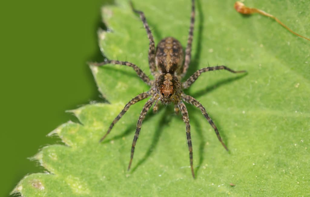 The Top 10 Fastest Spiders in the World AZ Animals