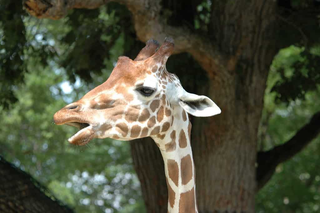 Cooperative Reticulated Giraffe (Giraffa camelopardalis reticulata) at Omaha Henry Doorly Zoo (one of a series)